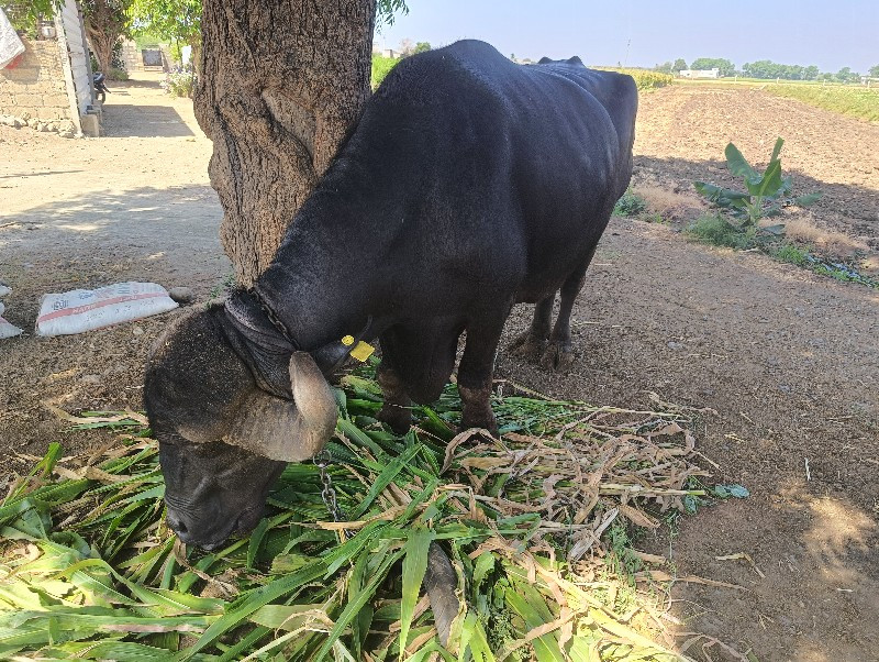 જાફરી ભેંસ ૩ જુ...