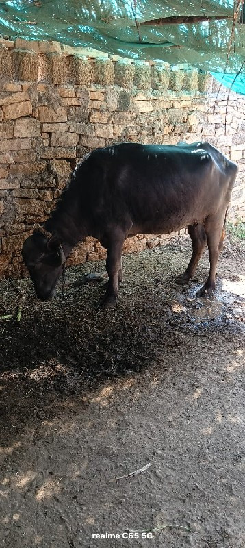 2 vetar ma se