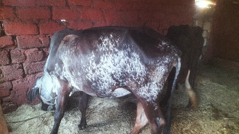 ગાય આપવાની છે