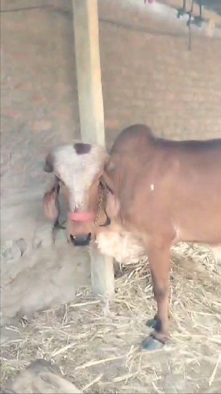ઓડકિ