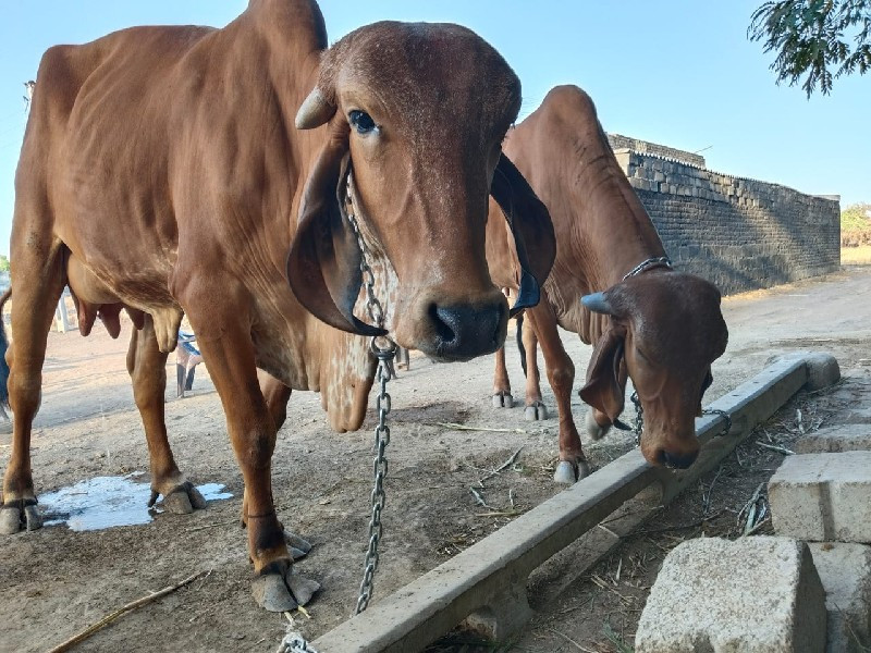 ગીર હોડકી વેચવા...
