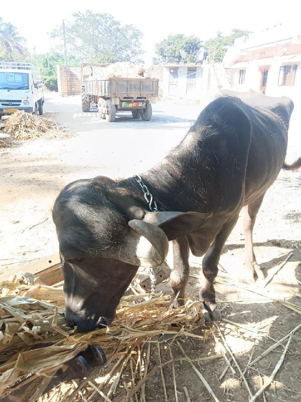 3 વરસ ઉપર થય ગય