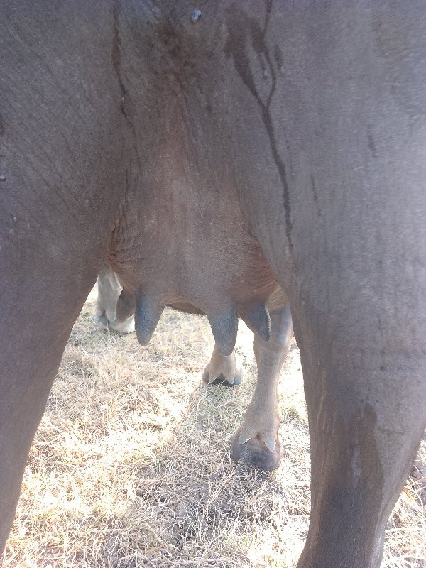 કરણ