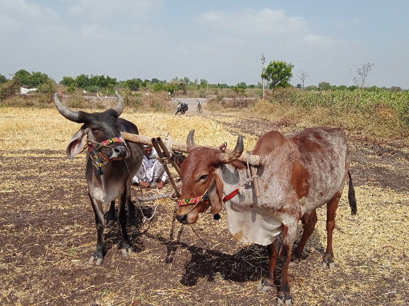 ગોઢલા વેસવાના સ...