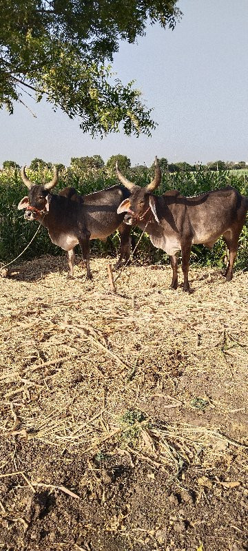 વેચવાનાછે