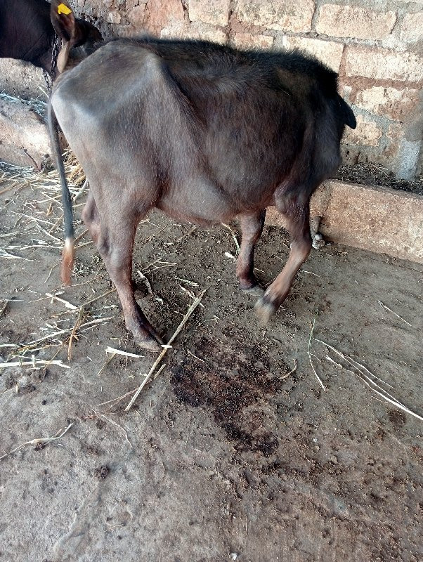 પાડી