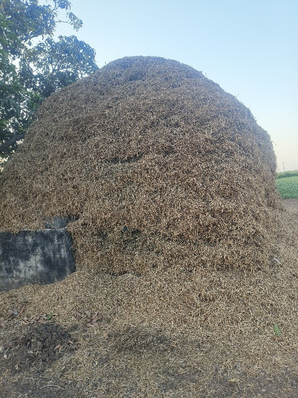 માંડવી નો ભૂકો...