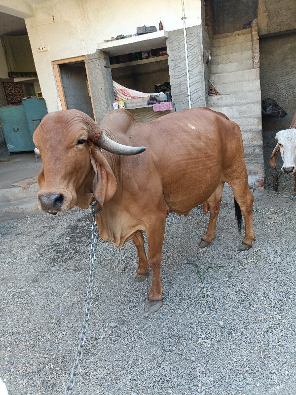 ગીર ગાય વેચવાની...