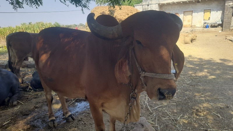 ગાય વેસવાની છે