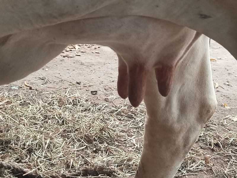 હોડકી