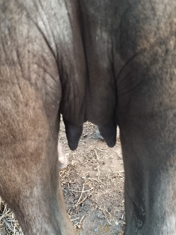 ભેંસ