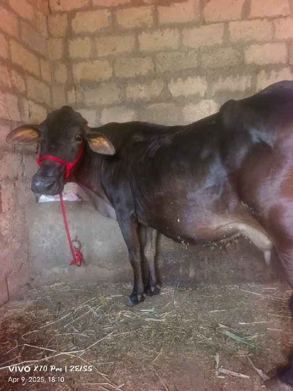 આ ગાય વેચવાની છ...