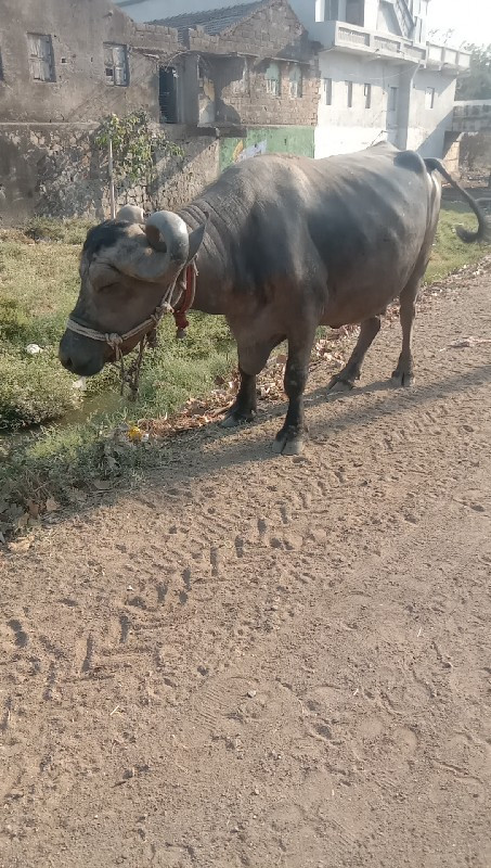 કાર પુશી કુઢી