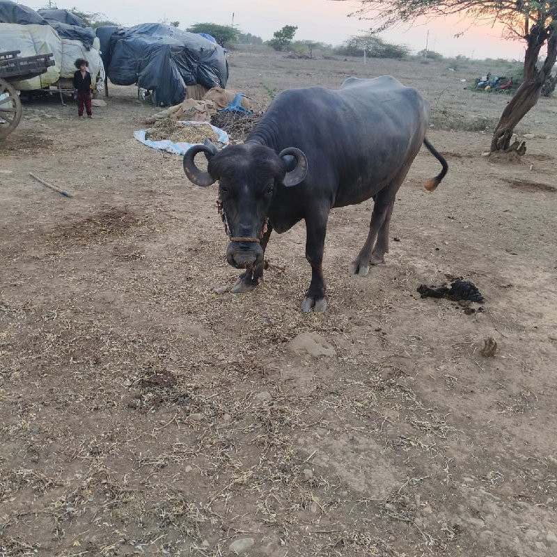 ખડેલી વેચવાની છ...