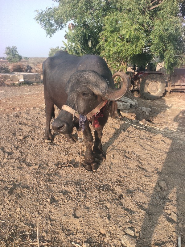 પેલુ વેતર