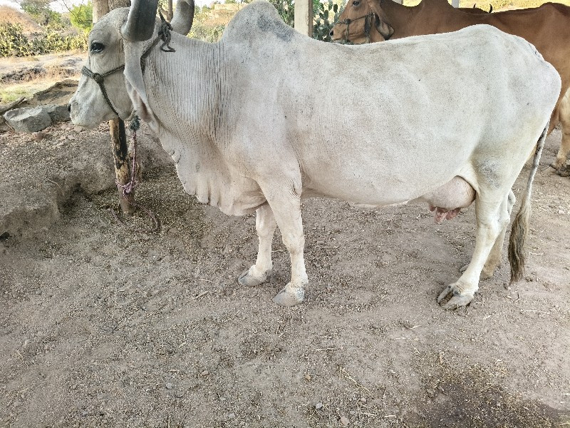 ગાય વેચવાની છે