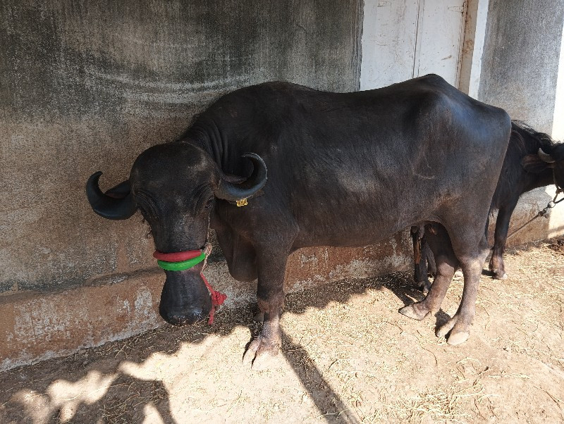 6 મહિના ગાભણ છે
