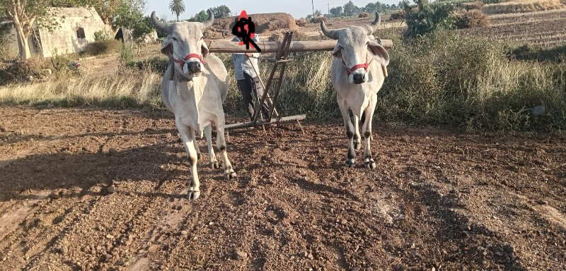 વેચવા