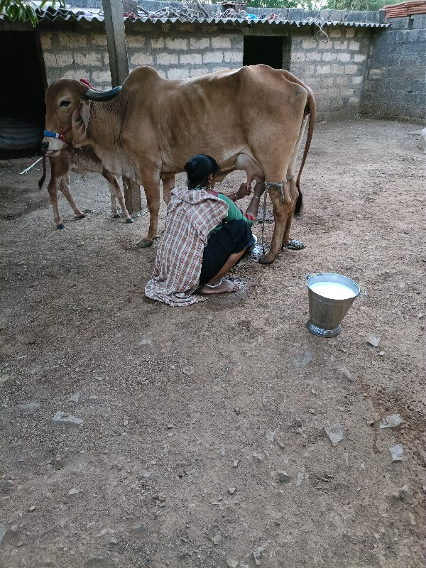 ગાય વેચવાની છે