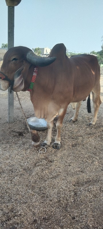 ગાય દેવાની છે એ...