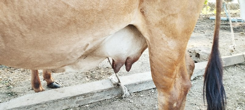 ગાય વેચવાની છે