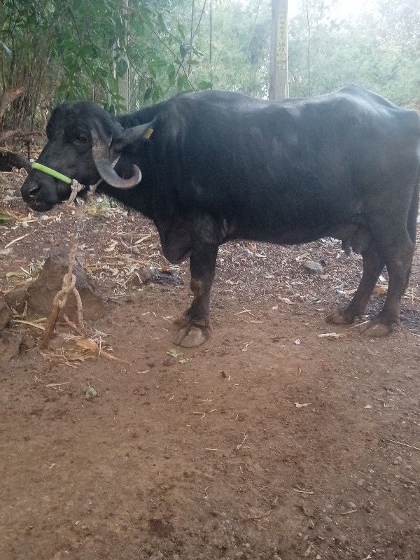 આ ભેંસ વેસવાની...