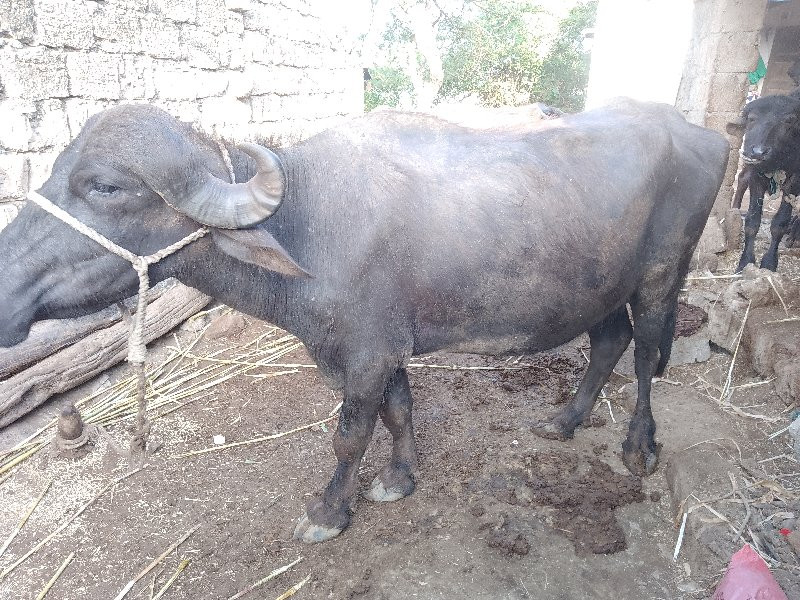 કરણ
