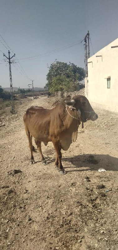 ગાય વેશવાની છે...