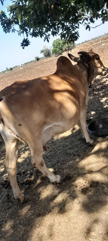 ગયા