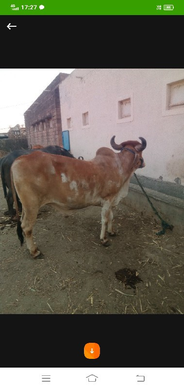 બળદ