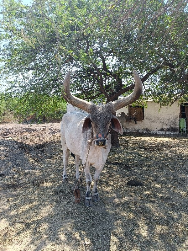 બળદ