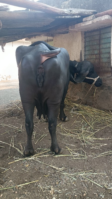 બીજુ વેતર ખડાય...