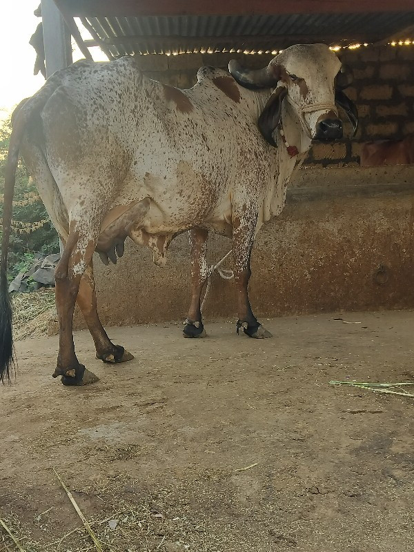 ગાય દેવાનિછે