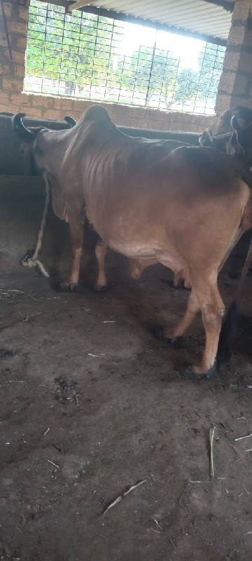 ગાય વેચવાની છે.