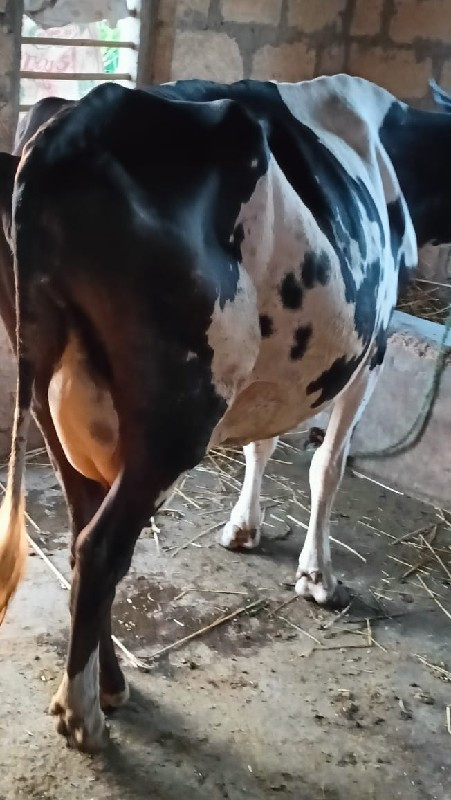 sf ગાય