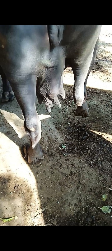 3જુ વેતર
1મીનાન...