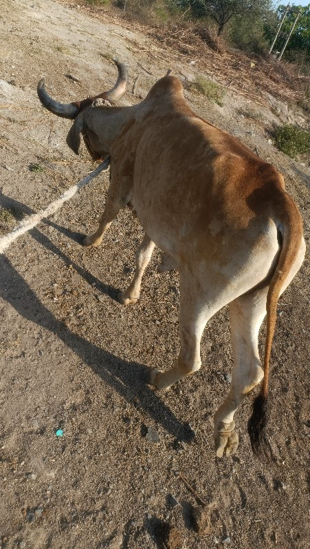 ગોઢલો