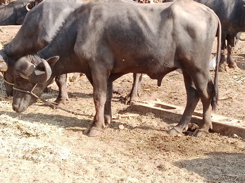 બેની જવાબદાર એક...