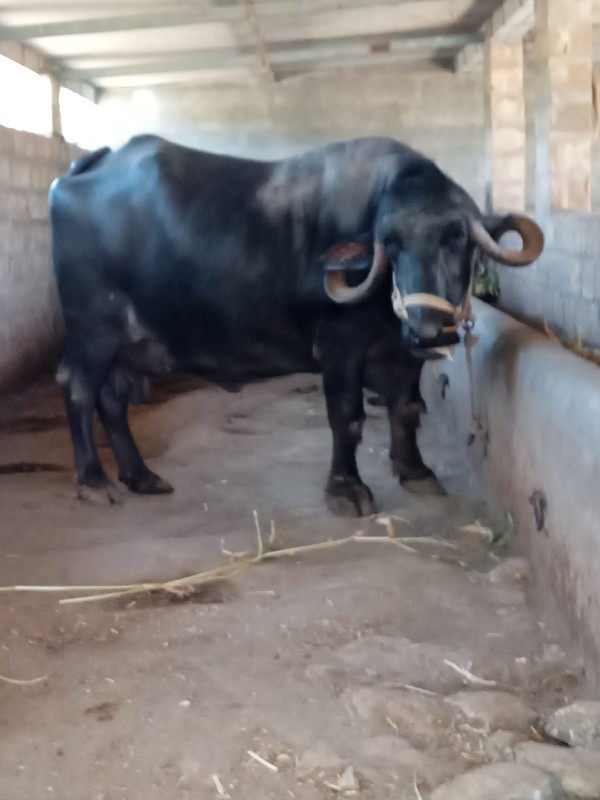 3 જુ વેતર