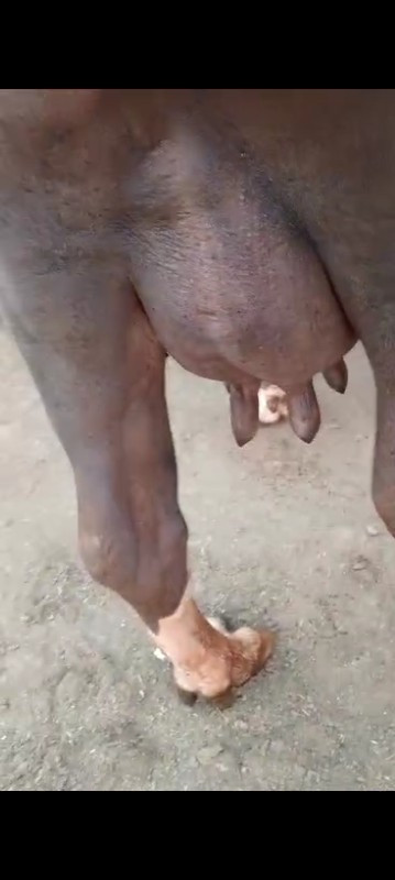 લેવી હોય તો ફોન...
