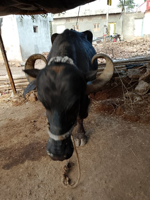 ભેંસ વેચવાની છે