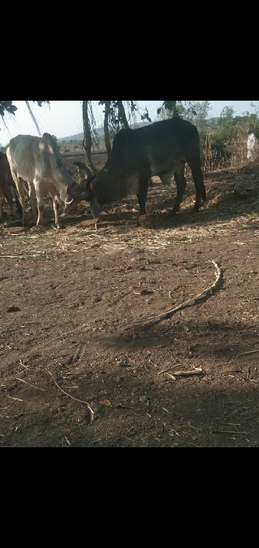ગોઢલા‌ વેસાવ સે