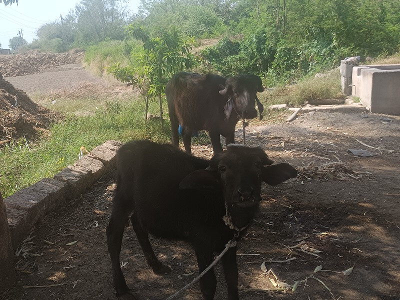 ભૅશ