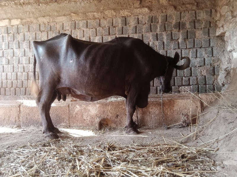 ભેંશ