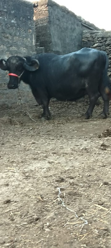 ભેંસ