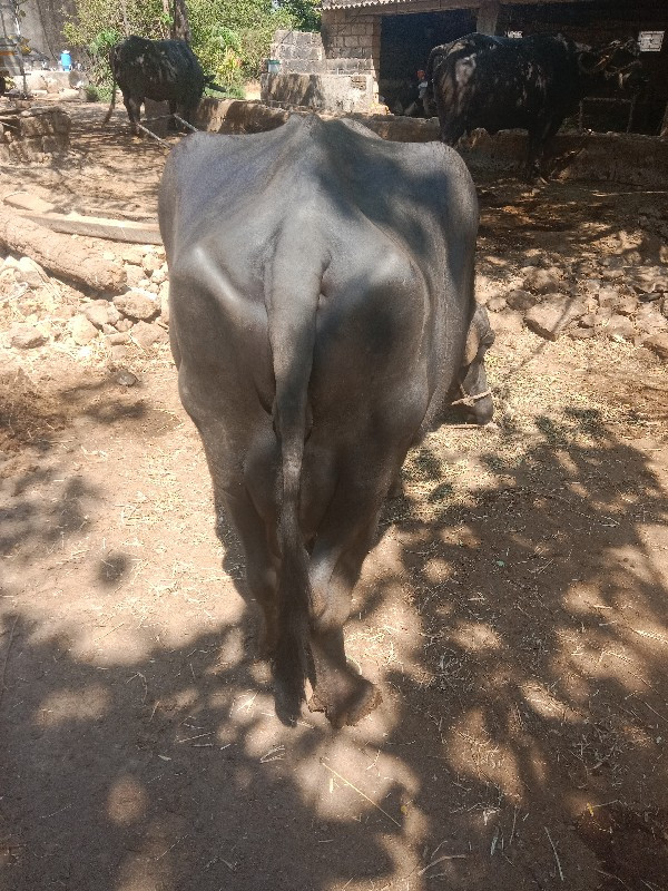 ભેંસ વેચવાની છે
