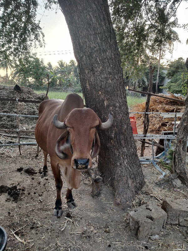 ૨ ગાયુ વેચવાની...