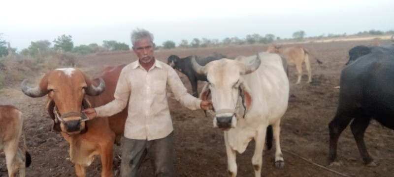 ગોધલા વેસવા ના...