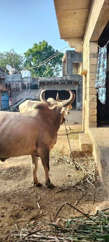 વેચાવ