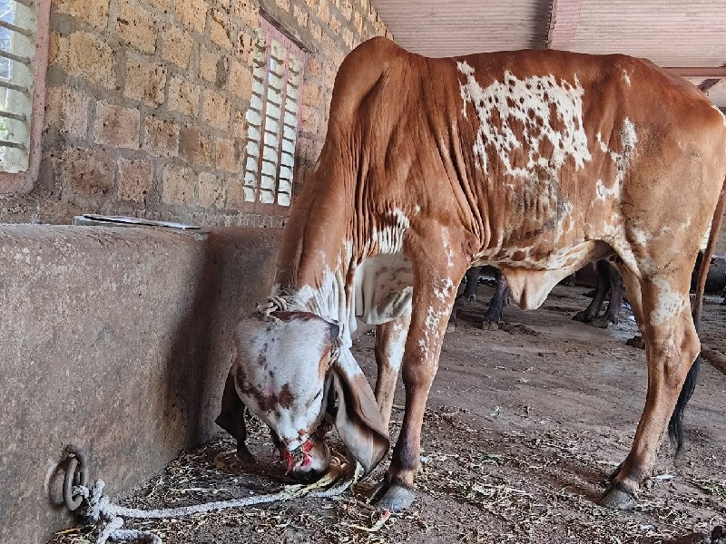 ઓરીજનલ ગીર વાચડ...